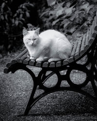 Portrait of cat sitting on floor