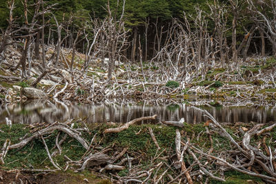 Scenic view of lake in forest