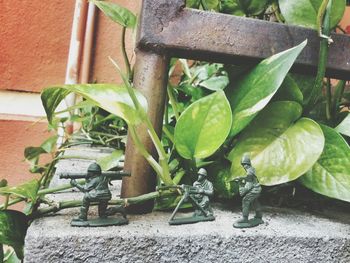 Close-up of plants growing in backyard