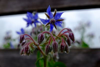 Close-up of purple flowers
