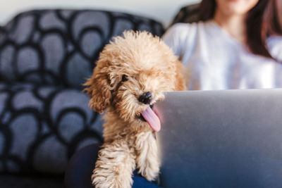 Midsection of woman with dog at home