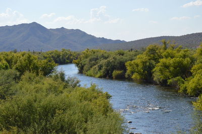 Scenic view of river amidst trees against sky