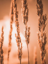 Close-up of stalks against sunset