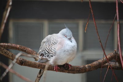 Close-up of bird perching on branch