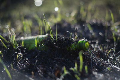 Close-up of plants growing on field