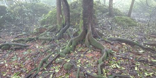 View of tree trunks in forest