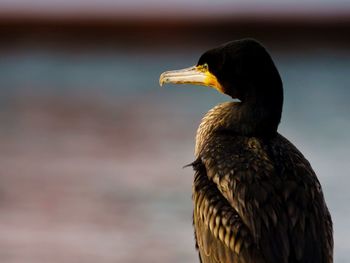 Close-up of cormorant by sea during sunset