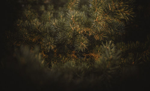 Close-up of fresh plants on field