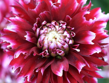 Dahlia close up