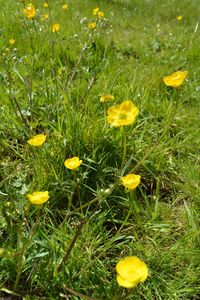 Close-up of yellow flowers blooming in field