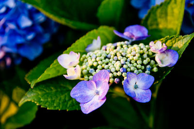 Close-up of purple flowering plants