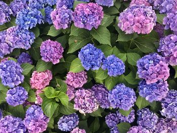 Full frame shot of purple hydrangea