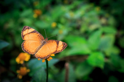 Close-up of butterfly on plant