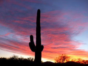 Silhouette cactus on field against sky during sunset