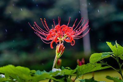 Close-up of red flowering plant