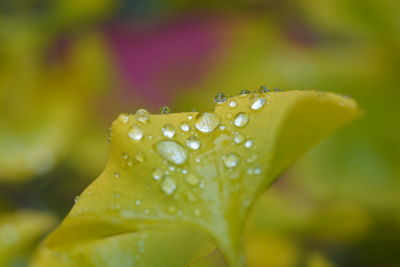 Close-up of water drops on leaves