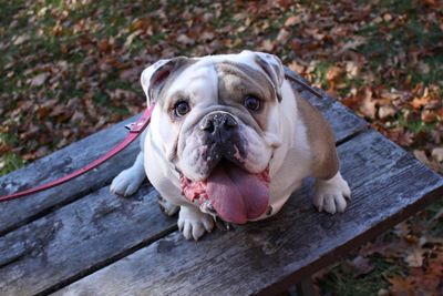 High angle portrait of dog sticking out tongue on seat