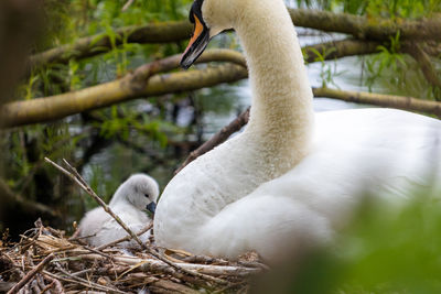 Mute swan, cygnus olor, mother and cygnets in the nest, river colne, colchester, uk.