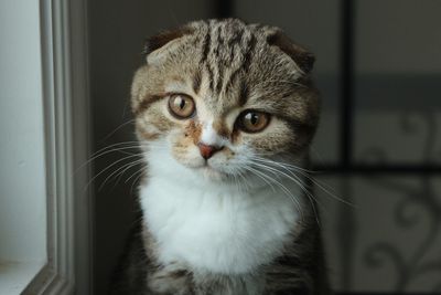 Scottish fold kitten 