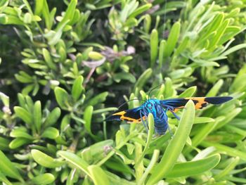 Close-up of insect on plant