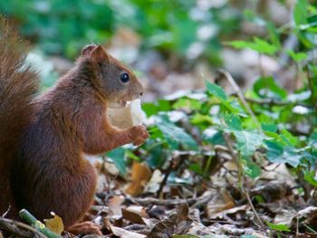 Close-up of squirrel eating