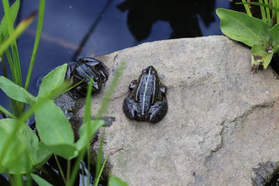 Close-up of insect on rock