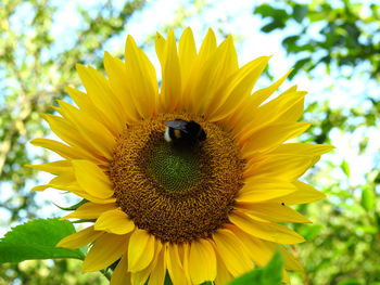 Close-up of honey bee on sunflower