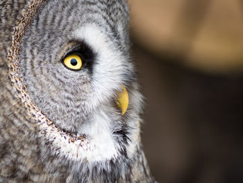 Close-up portrait of owl