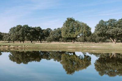 Reflection of trees in lake against sky