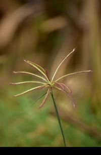 Close-up of plant