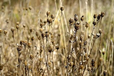 Close-up of wilted plants on field