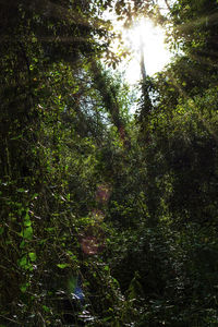 Low angle view of sunlight streaming through trees in forest