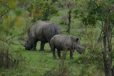 Rhinoceroses in forest