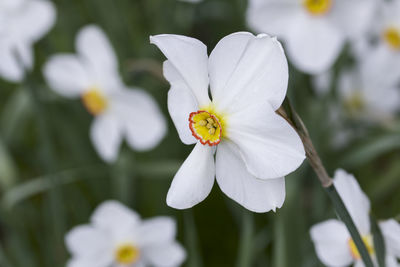 Close-up of white flowering plant