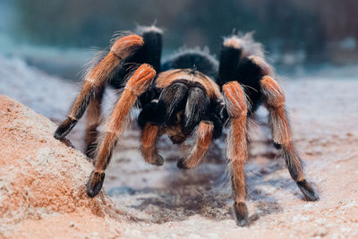 Extreme close-up of spider