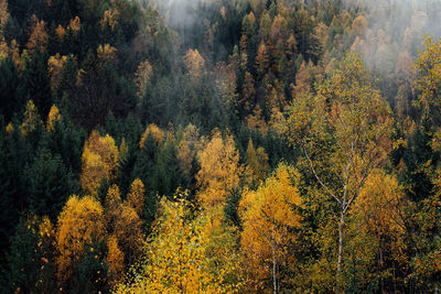 Foggy morning autumn forest