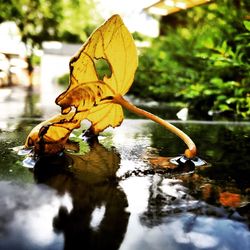 Close-up of leaves on water