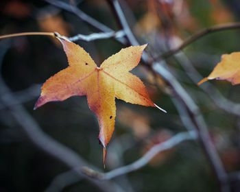 Close-up of maple leaves on plant
