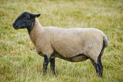 Side view of a suffolk sheep on field