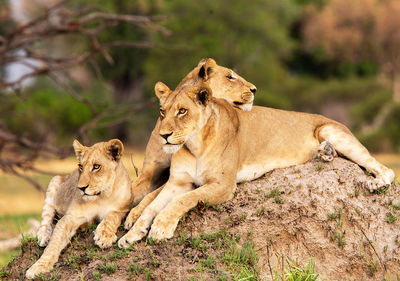 View of a lion