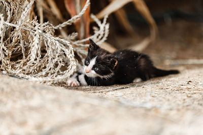 Portrait of a cat resting