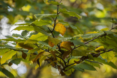 Close-up of fruits growing on tree