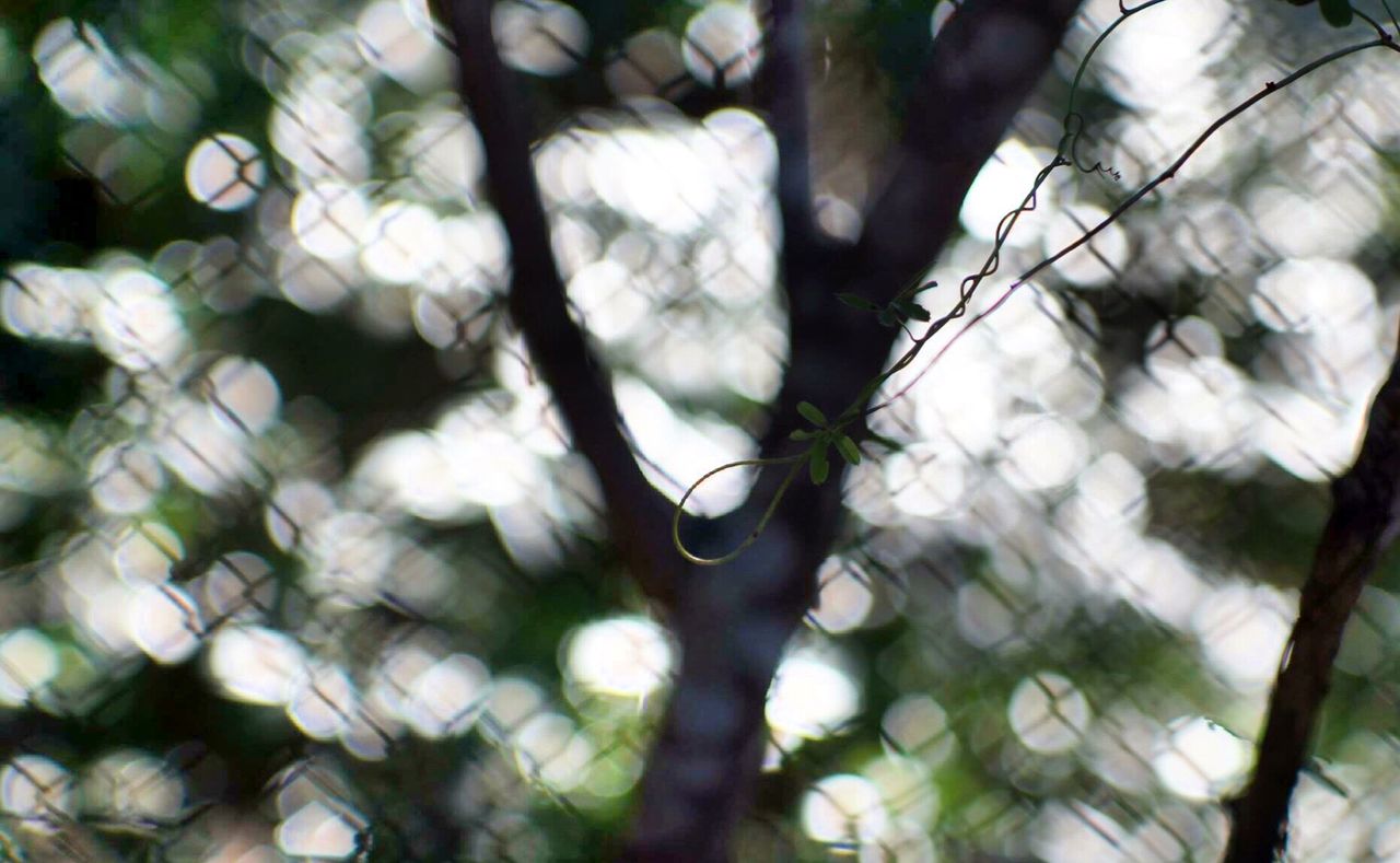 nature, tree, growth, no people, close-up, beauty in nature, day, outdoors, branch