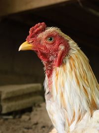 Close-up of rooster