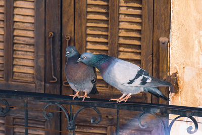 Close-up of bird perching on wood