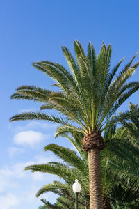 Low angle view of palm tree against blue sky