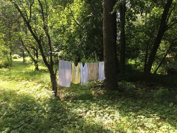 Clothes hanging on tree trunk in forest