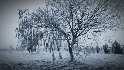 Bare trees on field