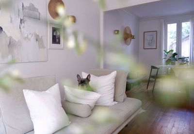 Potted plant on table at home