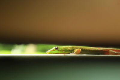 Close-up of frog